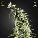 Hawaiian Snow (Greenhouse Seeds) Feminiserade