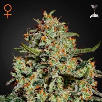 Big Bang (Greenhouse Seeds) Feminiserade