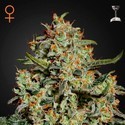 Big Bang (Greenhouse Seeds) Feminiserade