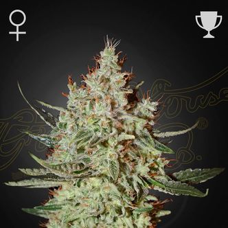 Cheese (Greenhouse Seeds) feminiserade cannabisfr&ouml;n