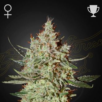 GH Cheese (Greenhouse Seeds) Feminiserade