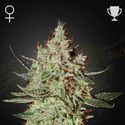 GH Cheese (Greenhouse Seeds) Feminiserade