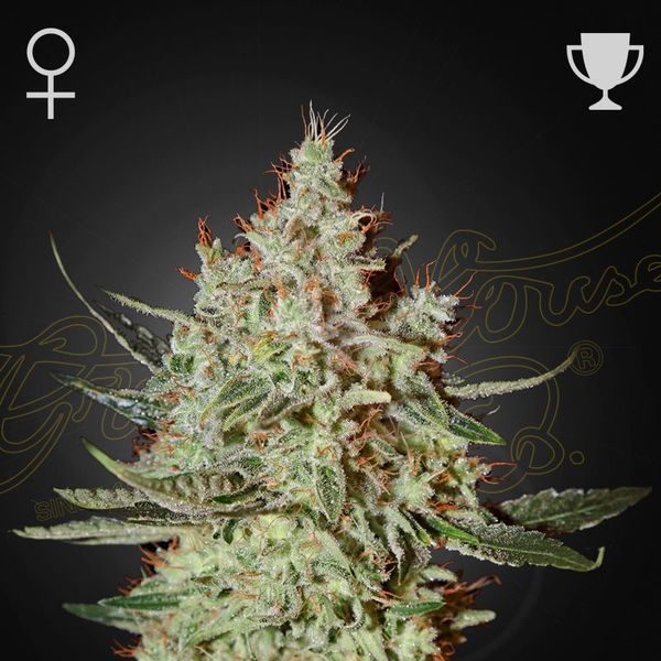 GH Cheese (Greenhouse Seeds) Feminiserade