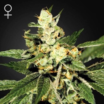 Train Wreck (Greenhouse Seeds) feminiserade