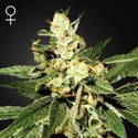 Train Wreck (Greenhouse Seeds) Feminiserade
