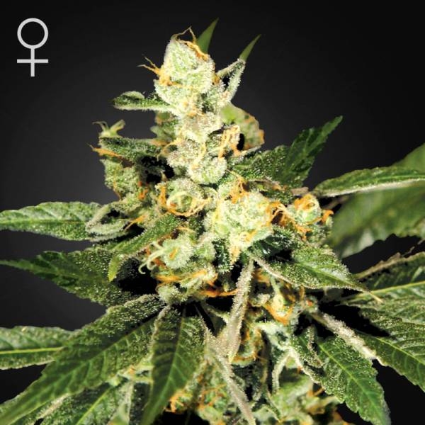 Train Wreck (Greenhouse Seeds) Feminiserade