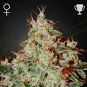 Lemon Skunk (Greenhouse Seeds) Feminiserade