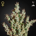 NL5 Haze Mist (Greenhouse Seeds) Feminiserade