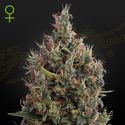 Big Bang Autoflower (Greenhouse Seeds) Feminiserade