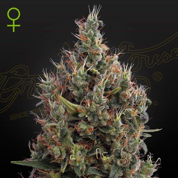 Big Bang Autoflower (Greenhouse Seeds) Feminiserade