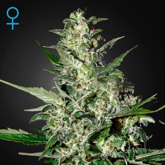 Super Critical Autoflower (Greenhouse Seeds) Feminiserade