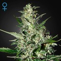 Super Critical Autoflower (Greenhouse Seeds) Feminiserade