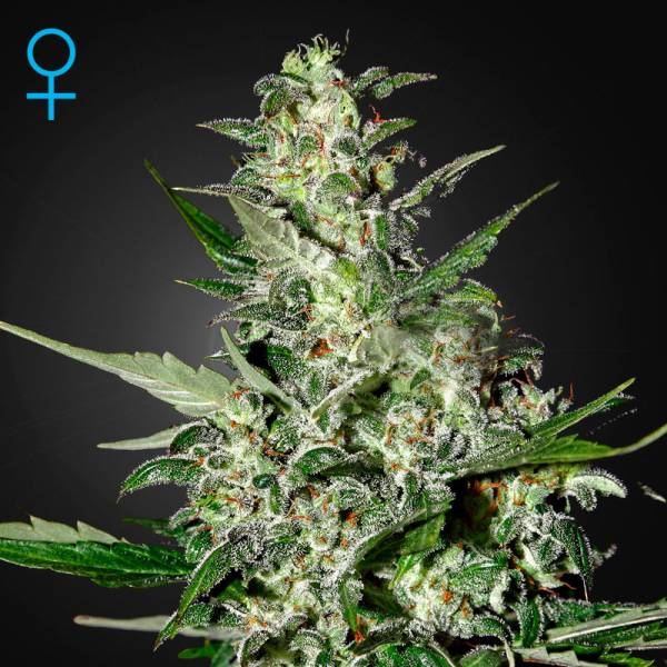 Super Critical Autoflower (Greenhouse Seeds) Feminiserade