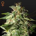Afgooey (Strain Hunters) Feminiserade