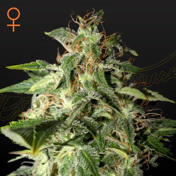 Afgooey (Strain Hunters) Feminiserade