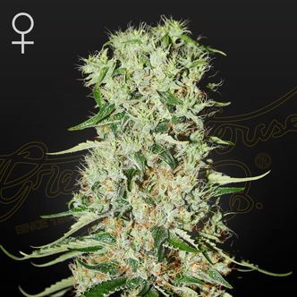 Damnesia (Strain Hunters) feminiserade cannabisfr&ouml;n