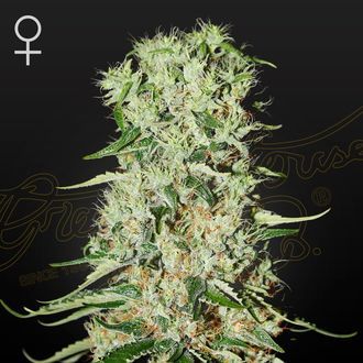 Damnesia (Strain Hunters) Feminiserade