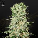 Damnesia (Strain Hunters) Feminiserade