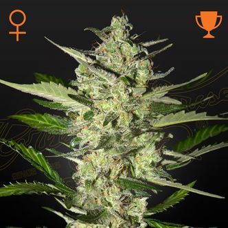 Flowerbomb Kush (Strain Hunters) feminiserade