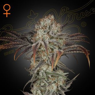 Money Maker (Strain Hunters) feminiserade cannabisfr&ouml;n