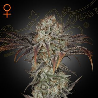 Money Maker (Strain Hunters) Feminiserade