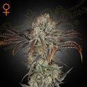 Money Maker (Strain Hunters) Feminiserade