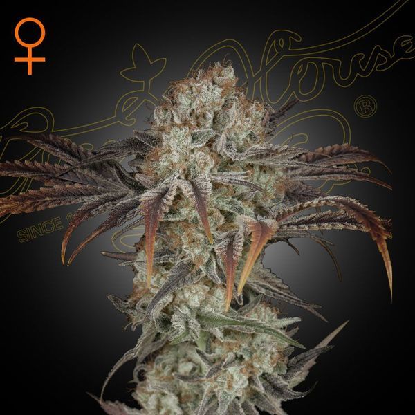 Money Maker (Strain Hunters) Feminiserade