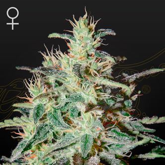 White Lemon (Strain Hunters) feminiserade