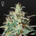 White Lemon (Strain Hunters) Feminiserade