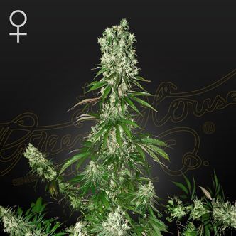 White Strawberry Skunk (Strain Hunters) feminiserade cannabisfr&ouml;n