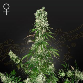 White Strawberry Skunk (Strain Hunters) Feminiserade