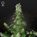 White Strawberry Skunk (Strain Hunters) Feminiserade