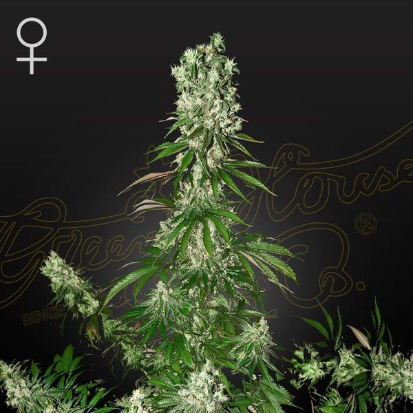 White Strawberry Skunk (Strain Hunters) Feminiserade