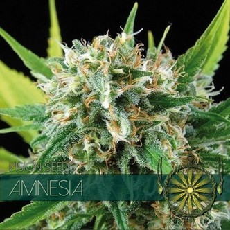 Amnesia (Vision Seeds) feminiserade cannabisfr&ouml;n