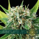 Amnesia (Vision Seeds) Feminiserade