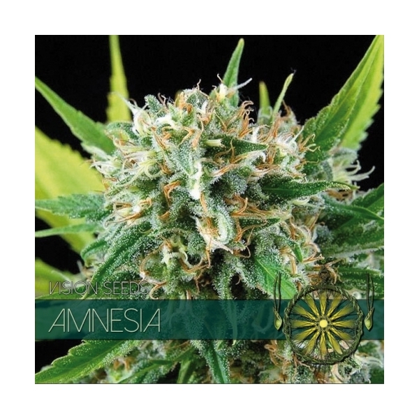 Amnesia (Vision Seeds) Feminiserade