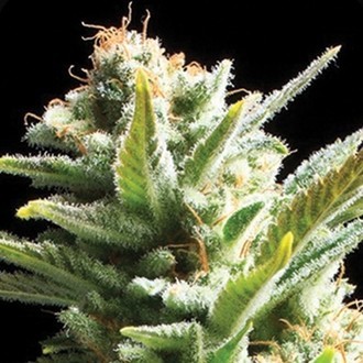 Amnesia (Vision Seeds) Feminiserade