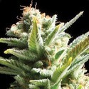 Amnesia (Vision Seeds) Feminiserade