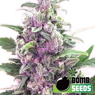 THC Bomb Auto (Bomb Seeds) feminiserade cannabisfr&ouml;n
