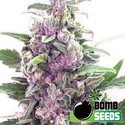 THC Bomb Auto (Bomb Seeds) Feminiserade