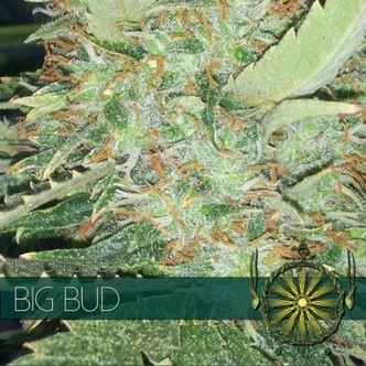Big Bud (Vision Seeds) feminiserade