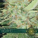 Big Bud (Vision Seeds) Feminiserade