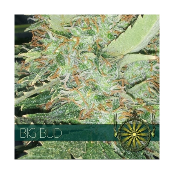 Big Bud (Vision Seeds) Feminiserade