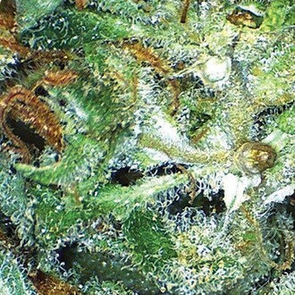 Big Bud (Vision Seeds) Feminiserade