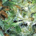 Big Bud (Vision Seeds) Feminiserade