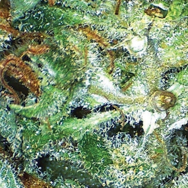 Big Bud (Vision Seeds) Feminiserade