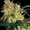 Cheese (Vision Seeds) Feminiserade