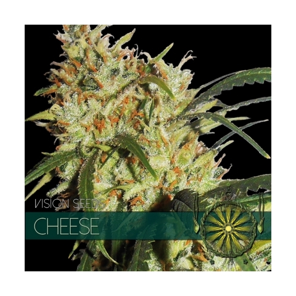Cheese (Vision Seeds) Feminiserade