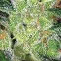 Cheese (Vision Seeds) Feminiserade