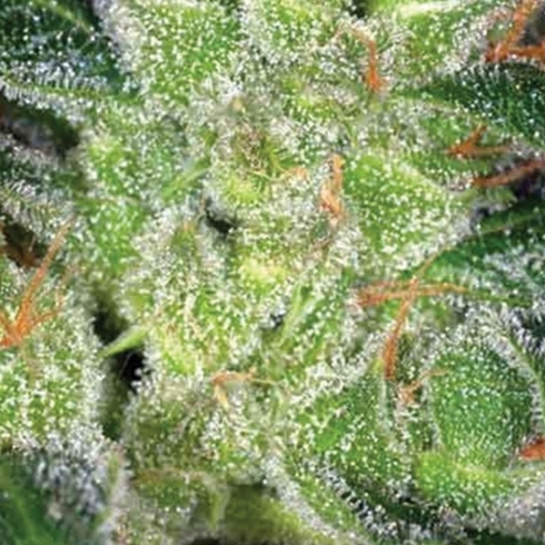 Cheese (Vision Seeds) Feminiserade